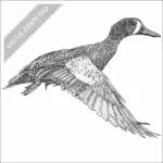 Blue-Winged Teal black and white stock art drawing