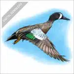 Blue-Winged Teal stock art drawing