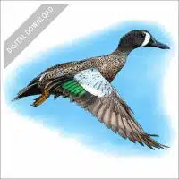 Blue-Winged Teal stock art drawing