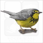 Canada Warbler illustration