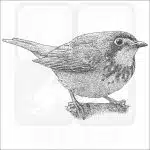 Canada Warbler black and white drawing