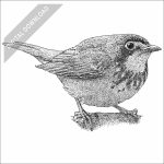 Canada Warbler black and white stock art drawing