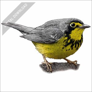 Canada Warbler stock art drawing