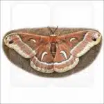 Ceanothus Silk Moth illustration