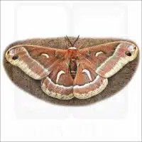 Ceanothus Silk Moth illustration