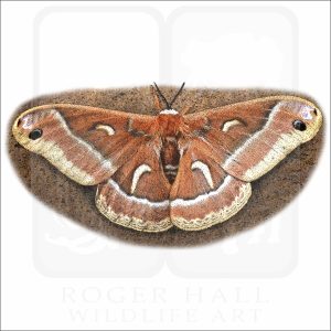 Ceanothus Silk Moth illustration