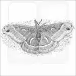 Ceanothus Silk Moth black and white drawing