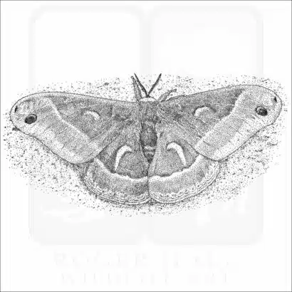 Ceanothus Silk Moth black and white drawing