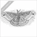 Ceanothus Silk Moth black and white stock art drawing
