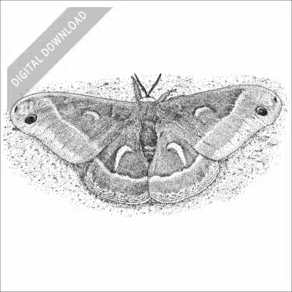 Ceanothus Silk Moth black and white stock art drawing