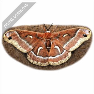 Ceanothus Silk Moth stock art drawing