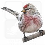 Common Redpoll illustration