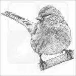 Common Redpoll black and white illustration