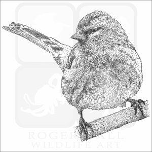 Common Redpoll black and white illustration