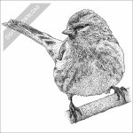 Common Redpoll black and white stock art drawing