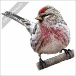 Common Redpoll stock art drawing