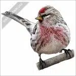 Common Redpoll stock art drawing