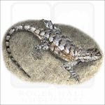 Eastern Fence Lizard illustration