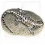 Eastern Fence Lizard illustration