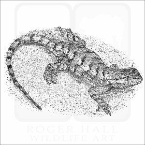 Eastern Fence Lizard black and white drawing