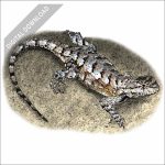 Eastern Fence Lizard stock art drawing