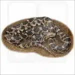 Eastern Fox Snake illustration