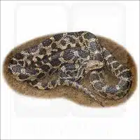 Eastern Fox Snake illustration