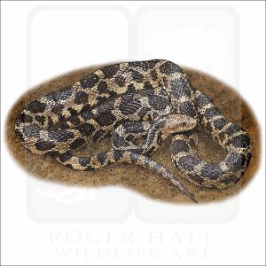 Eastern Fox Snake illustration
