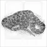 Eastern Fox Snake black and white illustration
