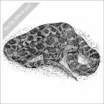 Eastern Fox Snake black and white stock art drawing