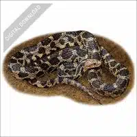 Eastern Fox Snake stock art drawing