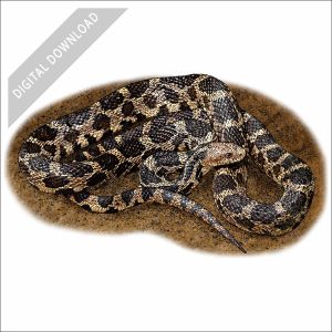 Eastern Fox Snake stock art drawing