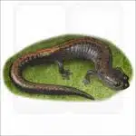 Eastern Red-Backed Salamander illustration