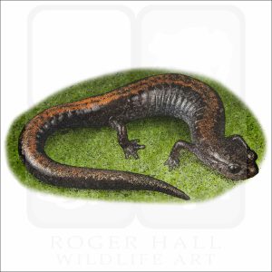 Eastern Red-Backed Salamander illustration