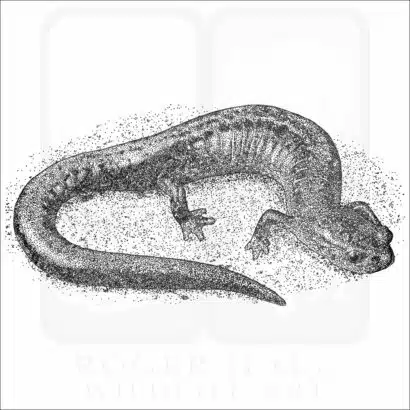 Eastern Red-Backed Salamander black and white drawing