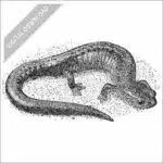 Eastern Red-Backed Salamander black and white stock art drawing