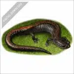 Eastern Red-Backed Salamander stock art drawing