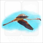 Greater Flamingo drawing