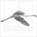 Greater Flamingo black and white drawing