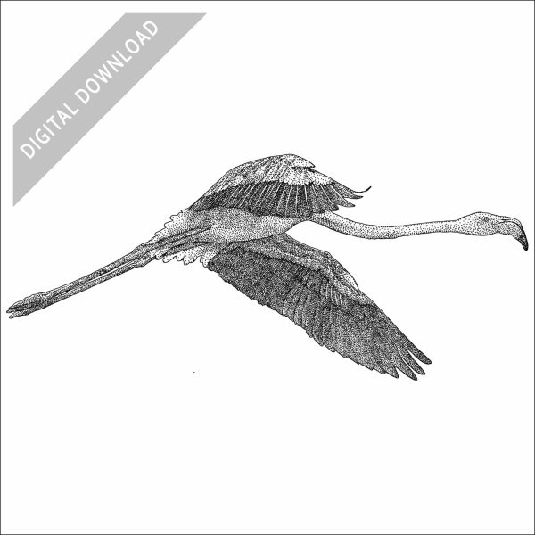 Greater Flamingo black and white stock art drawing