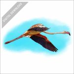 Greater Flamingo stock art drawing