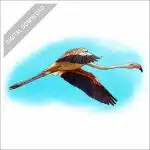Greater Flamingo stock art drawing