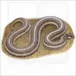 Lined Snake illustration