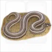 Lined Snake illustration