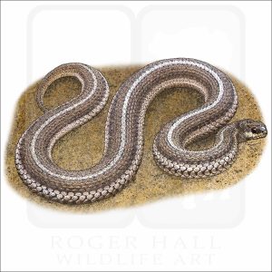 Lined Snake illustration