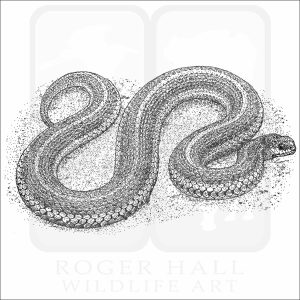 Lined Snake black and white illustration
