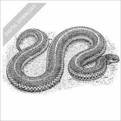 Lined Snake black and white stock art drawing