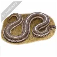 Lined Snake stock art illustration