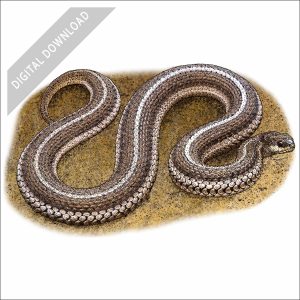 Lined Snake stock art illustration