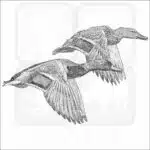 Mallard ducks in flight black and white drawing